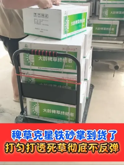 水稻田稗草克星铁砂掌热销中 铁砂掌出马，稗草死光光，打匀打透喷到根，死草彻底不反弹#水稻除草 #水稻种植 #农资肥料 #农业种植 #农资店