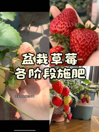 盆栽草莓各阶段施肥经验分享🍓适合新手超详细🔎#盆栽草莓 #草莓施肥 #阳台种菜 #种草莓 #种植小技巧