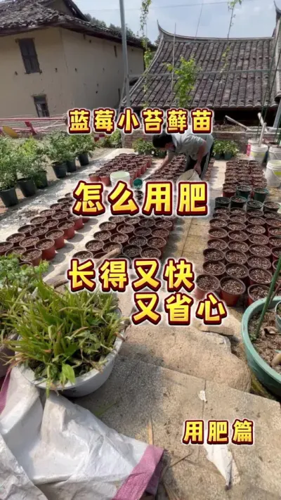 蓝莓苔藓苗，怎么用肥？在家现在种上蓝莓小苗，明年就可以实现蓝莓自由啦！#盆栽蓝莓#蓝莓苔藓苗 #蓝莓自由 #大数据把我推给爱吃蓝莓的人 #内容启发搜索
