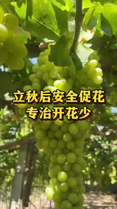 立秋后安全促花，专治开花少#优质农产品 #农业种植 #葡萄种植