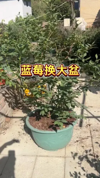 蓝莓应该什么时候换盆？换大盆咯，我的优瑞卡#盆栽蓝莓 #家庭园艺 #家庭种植 #种植小技巧 #蓝莓