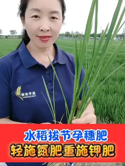 巧施水稻拔节孕穗肥增产抗倒看得见 水稻拔节孕穗期轻施氮肥，重施钾肥，增产抗倒促早熟#水稻#水稻种植 #农资店 #水稻种植 #农资肥料