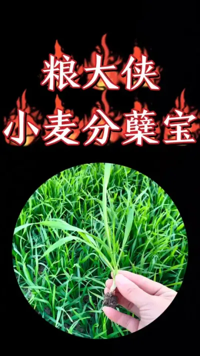 小麦分蘖宝，一瓶十亩地，促进小麦早分蘖，多分蘖，成大穗#小麦 #农资肥料 #三农种植 #小麦种植 #小麦高产技术