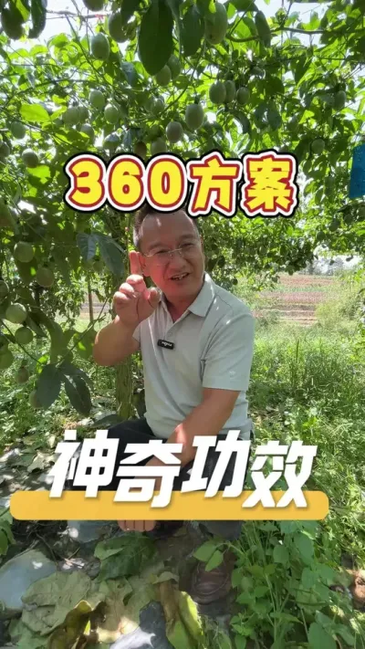 360方案的神奇功效，不但能解决一系列的僵苗 弱苗 黄苗 ，还能有效的处理黄化龙头，并且适用于所有作物。#农业技术推广#农业种植#农业服务#种植方案