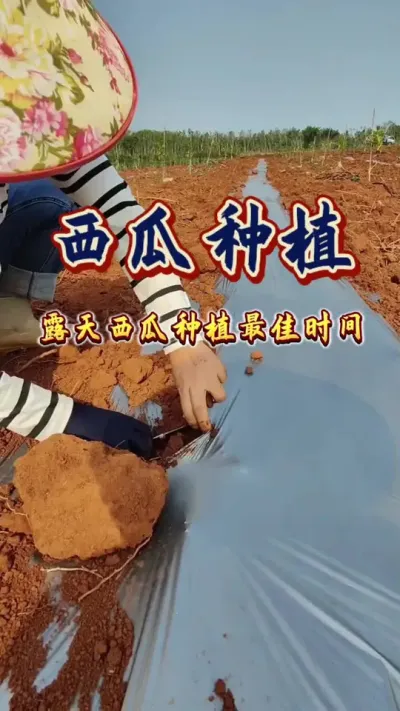 #西瓜种植#西瓜管理#露天西瓜