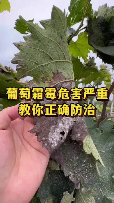 葡萄霜霉危害严重，教你正确防治#农业种植 #三农 #葡萄