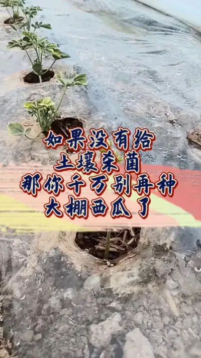 #增产增收才是硬道理 #西瓜种植 #土壤改良 #病虫害防治