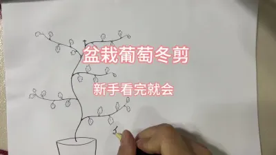 灵魂画师之&mdash;&mdash;盆栽葡萄的冬剪。很详细的哟，新手看完就会#盆栽葡萄#葡萄冬剪 #楼顶果园 #记录我的种植生活 #修剪