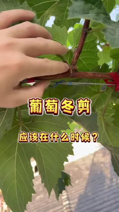 葡萄冬剪应该选什么时间？#葡萄#盆栽葡萄#葡萄冬剪#楼顶果园 #内容启发搜索