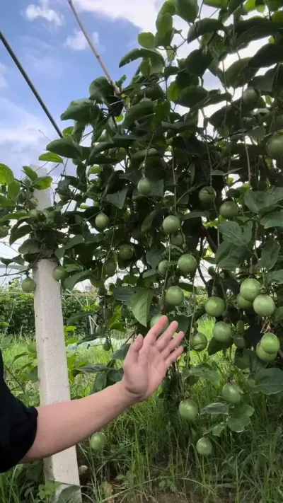 百香果要补多少次肥？#种百香果#黄金百香果种植技术