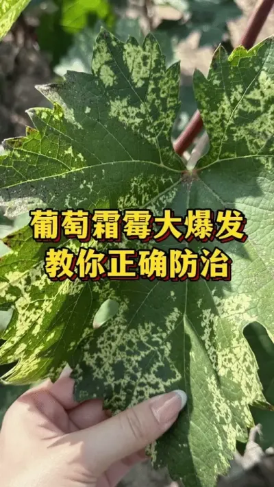葡萄霜霉大爆发，教你正确防治#农业种植 #农业种植  #种植技巧