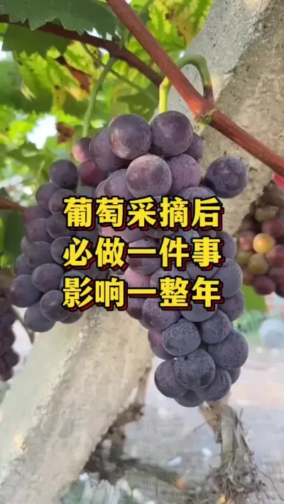 葡萄采摘后，必做一件事，影响一整年#优质农产品 #葡萄种植 #三农