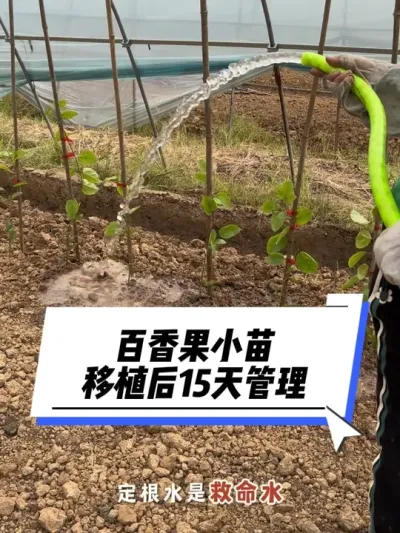 百香果小苗移植后的15天管理操作#种百香果#百香果技术 #黄金百香果种植技术