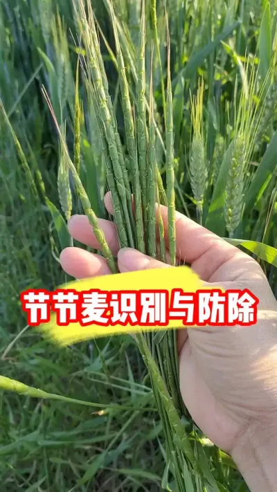 节节麦在小麦田如何识别及防除 #节节麦防治 #节节麦除草剂 #小麦除草剂 #小麦种植 #小麦管理