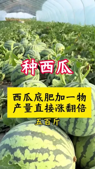 #种西瓜#西瓜种植 #西瓜种植技术#西瓜底肥#大棚西瓜