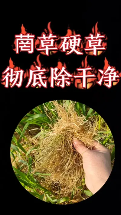 小麦田菵草硬草和阔叶草一次搞定，小麦三叶一心后气温合适喷施#农资肥料 #三农种植 #小麦 #除草剂 #小麦种植