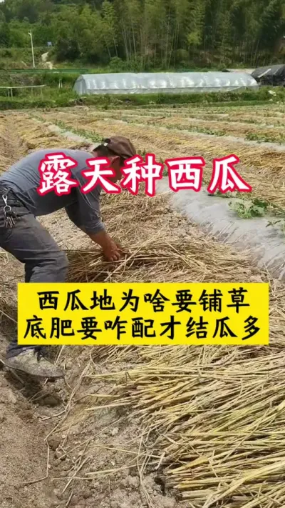 #种西瓜#西瓜种植#西瓜种植技术#西瓜底肥