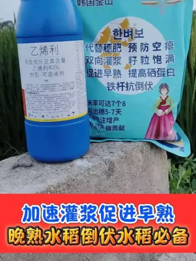 水稻晚熟克星，正规登记水稻增产催熟 一组十亩地，水稻催熟增产黄金搭档#水稻种植 #水稻 #水稻增产 #农资肥料 #农业种植