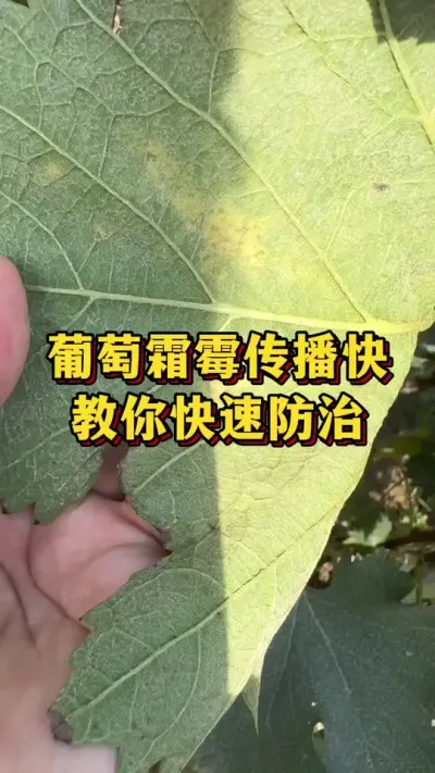 葡萄霜霉传播快，教你快速防治#优质农产品 #农业种植 #葡萄种植
