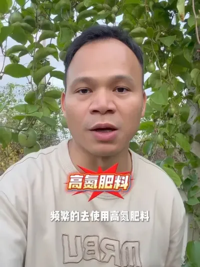 花果期用肥操作#百香果种植技术 #种百香果