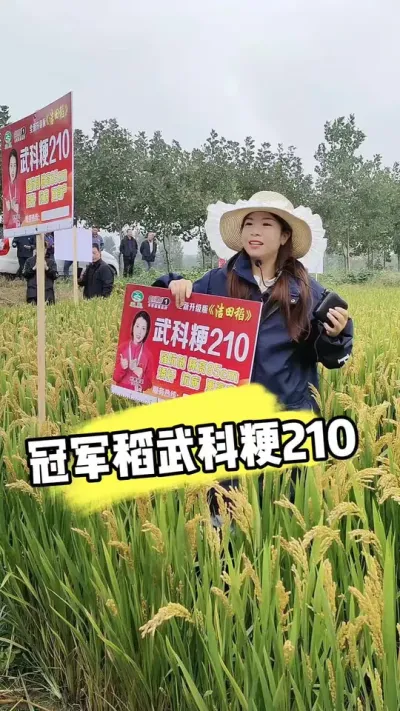 高产早熟抗倒水稻《武科粳210》 #水稻种植 #水稻品种 #水稻管理 #农资肥料#三农种植