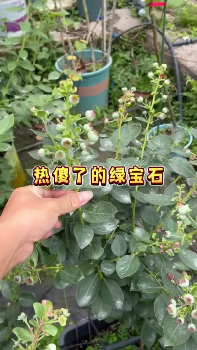 热傻了的绿宝石#盆栽蓝莓 #楼顶果园 #家庭种植 #蓝莓