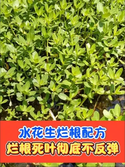 水花生根除烂根配方分享 专除水花生，烂根烂节死叶彻底不反弹，一套一喷雾器水打匀打透即可#除草 #除草剂 #除水花生 #水花生专杀套餐 #农资肥料