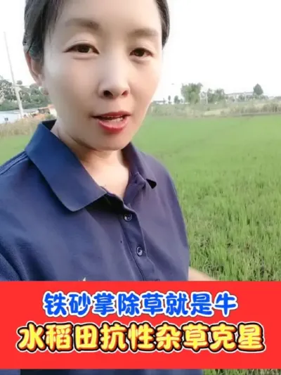 水稻田抗性杂草克星《铁砂掌》 水稻三叶一心后使用，打匀打透打仔细，死草烂根彻底#水稻种植 #水稻除草 #水稻除草剂 #铁砂掌除草剂 #农资肥料