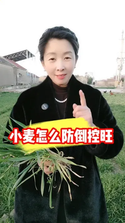 小麦正确控旺防倒伏，宁早勿迟 #小麦控旺 #小麦种植 #小麦种植管理技术 #农资肥料 #吴平农资