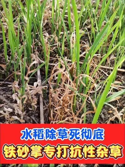 水稻苗后除草剂铁砂掌 不用回水打死水稻田抗性大青稗，海绵稗，千金子，马唐，牛筋草#铁砂掌除草剂 #水稻种植 #水稻除草剂 #水稻除草 #农资肥料