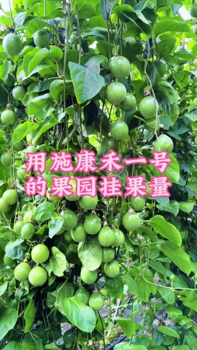 用施康禾一号的果园挂果量满满当当的！#乡村守护人 #百香果 #抖音助农 #新农人计划 #服务三农支持三农 @抖音小助手 @DOU+小助手