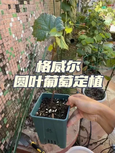 格威尔圆叶葡萄小苗定植，两年没结果的红心番石榴没有结果，拔了吧，改种圆叶葡萄啦。#格威尔葡萄 #圆叶葡萄 #葡萄小苗#当我们与植物相处时