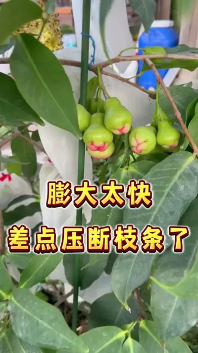 几天不见差点压断枝条了#果树盆栽 #家庭种植 #种植小技巧#楼顶果园