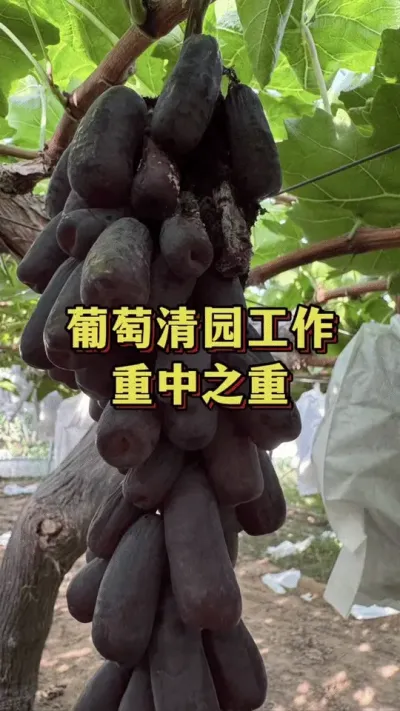 葡萄清园工作，重中之重#优质农产品 #农业种植 #三农