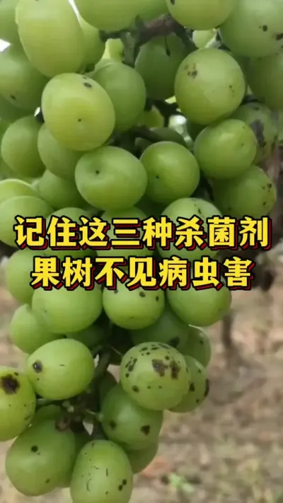 记住这三种杀菌剂，果树不见病虫害#优质农产品 #三农 #葡萄种植