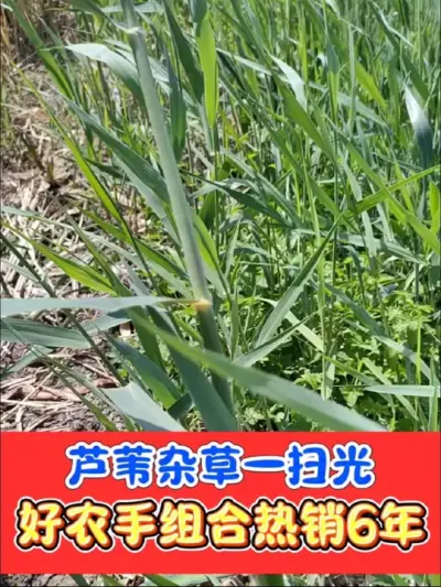 芦苇茅草葎草刺儿菜等等全部一扫光，烂根彻底不反弹，下茬安全放心种#农资肥料 #三农种植 #除草剂 #除芦苇 #除杂草