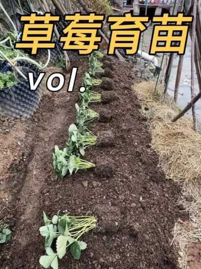 你们的草莓拔了吗？去年高架育苗失败，今年换个玩法再试试。#盆栽草莓#草莓育苗