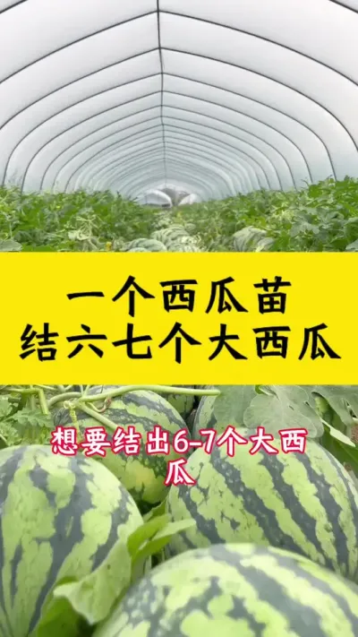 #西瓜种植 #大棚西瓜种植技术 #种西瓜 #大棚西瓜 #西瓜种植技术