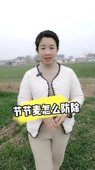 小麦田节节麦如何防除 #小麦种植 #小麦管理 #小麦除草剂 #节节麦 #农资肥料