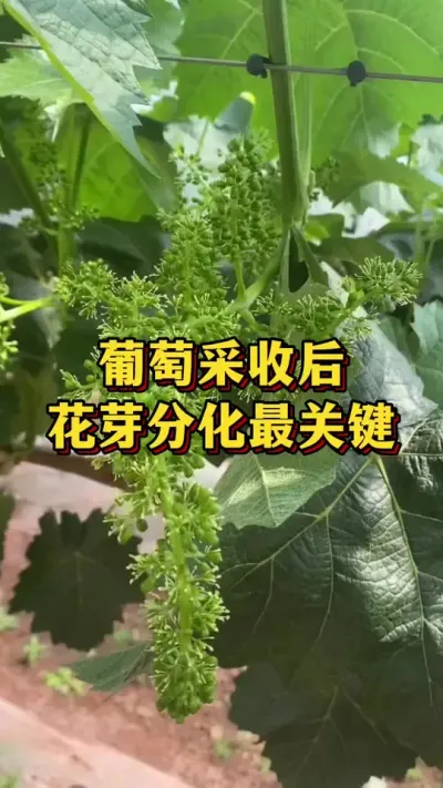 葡萄采收后，花芽分化关键期#农业种植 #葡萄种植 #三农种植