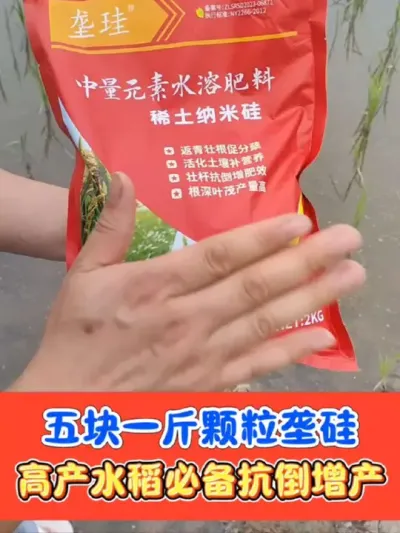 高产水稻必备垄硅 厂价直销，五块钱一斤的垄硅颗粒，生根促分蘖，壮杆抗倒伏，抗逆增产量#硅肥 #垄硅 #水稻种植 #农资肥料 #水稻高产技术