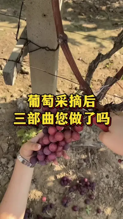 葡萄采摘后，三部曲您做了吗#优质农产品 #农业种植 #葡萄种植