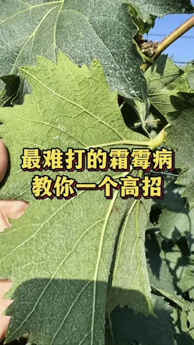 最难打的霜霉病，教你一个高招#葡萄种植