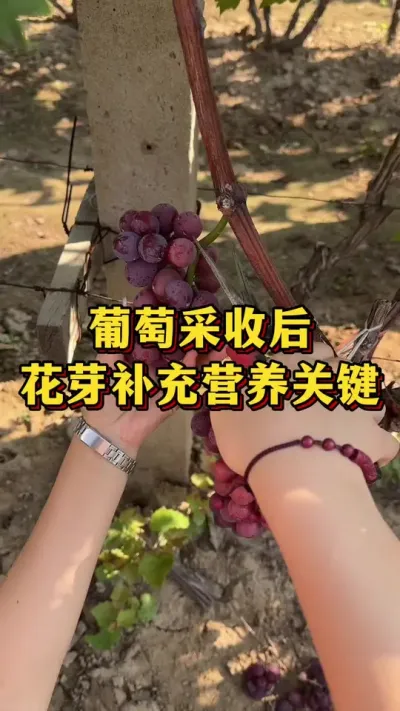 葡萄采收完，花芽补充营养关键#优质农产品 #农业种植 #葡萄种植
