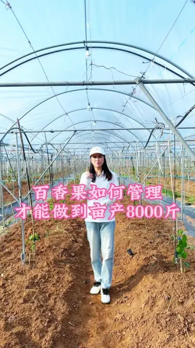 百香果如何管理才能亩产8000斤，一个视频告诉你，大家记得点赞收藏起来！#乡村守护人 #三农 #抖音助农 #抖音助农 #百香果@抖音小助手 @DOU+小助手