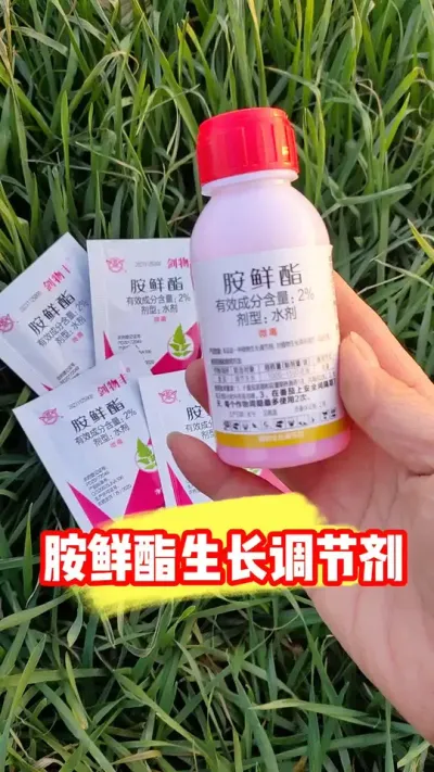 胺鲜酯生长调节剂大小包装规格齐全 #胺鲜酯 #胺鲜酯用处非常大分享给大家 #农资肥料 #农业种植 #小麦种植