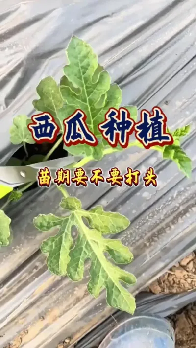 #增产增收才是硬道理 #西瓜种植 #农业技术推广 #生根壮苗 #西瓜