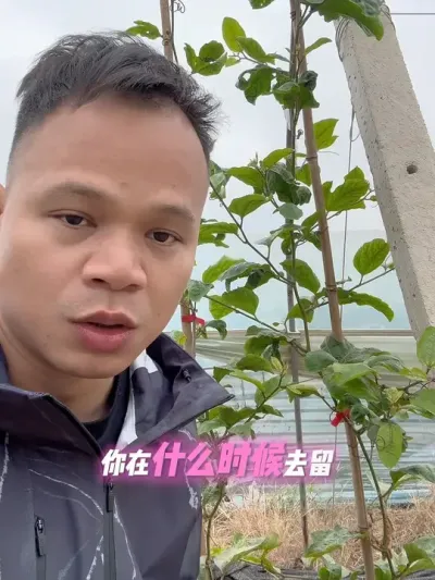 百香果枝条的留剪时机#种百香果教程 #跟抖音学农技 #农业技术推广 #技术分享 #种植技术