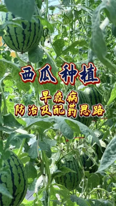 #西瓜种植 #增产增收才是硬道理 #农业技术推广 #病虫害防治 #生根壮苗