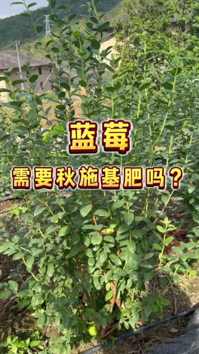 蓝莓要不要秋施基肥？今天来详细gong一gong～#蓝莓 #盆栽蓝莓 #家庭种植 #大数据把我推给爱吃蓝莓的人 #内容启发搜索